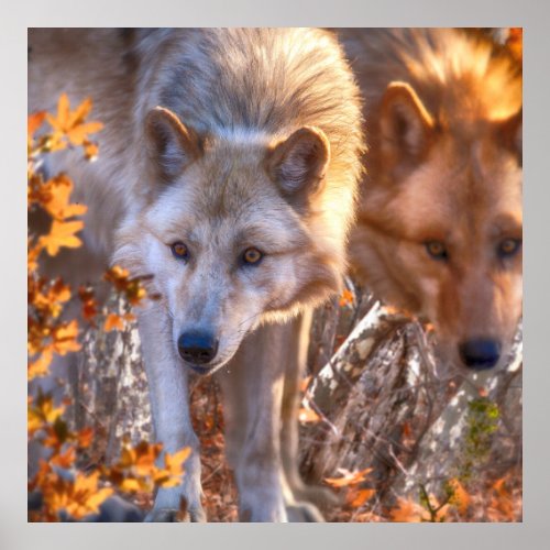 Wolf Puppy AUTUMN COLORS Poster