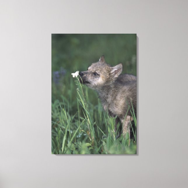 Wolf Puppy Sniffing Mountain Wildflower Canvas Print (Front)