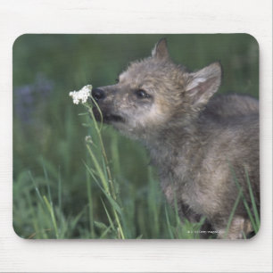 Wolf Puppy Sniffing Mountain Wildflower Mouse Pad
