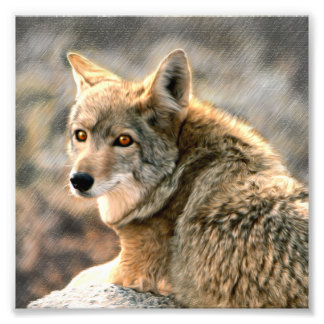 Wolf Rain Graphic Art Photo Print