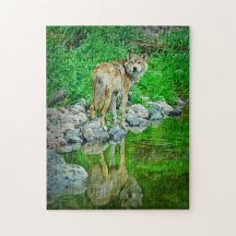 Wolf Reflection, Boundary Waters, Minnesota