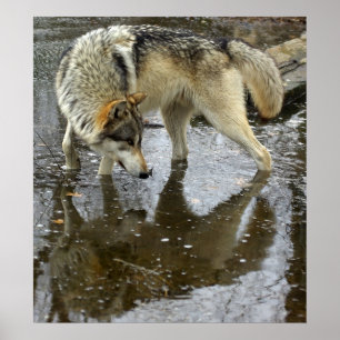 Wolf Reflection Poster