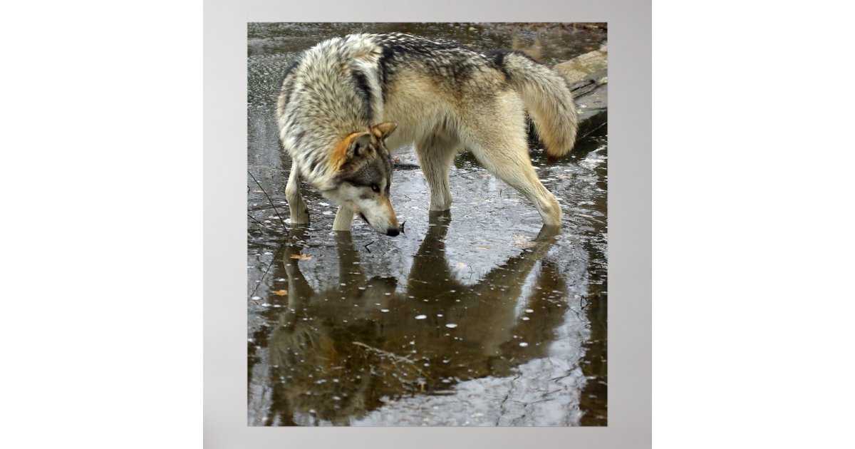 Wolf Reflection Poster | Zazzle
