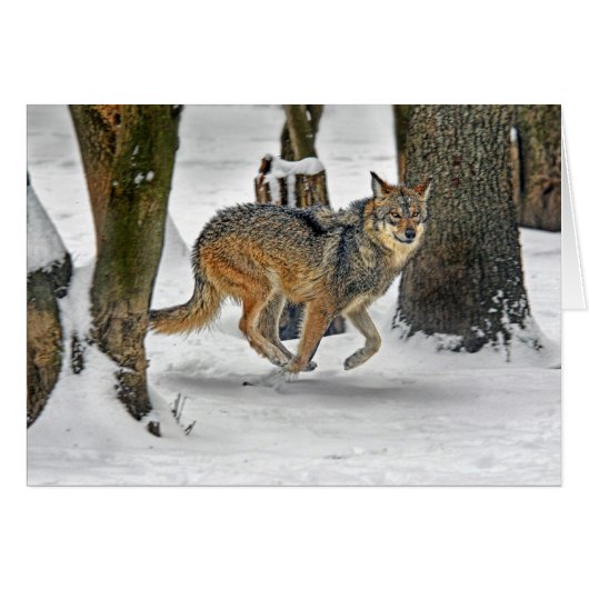 Wolf Running in Snow Cards (Front Horizontal)
