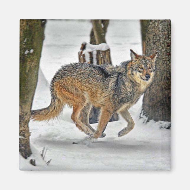 Wolf Running in Snow Magnet (Front)