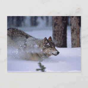 Wolf Running In Snow Postcard