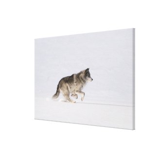 Wolf running in the snow 2 canvas print