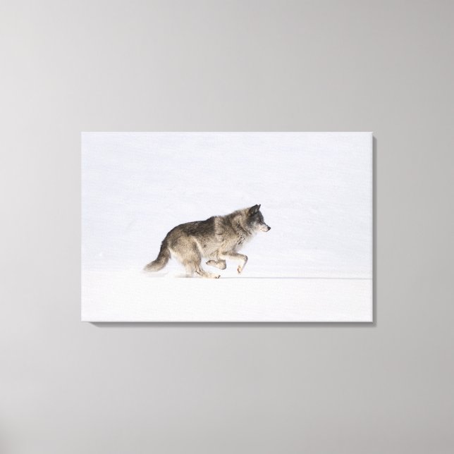 Wolf running in the snow 2 canvas print (Front)