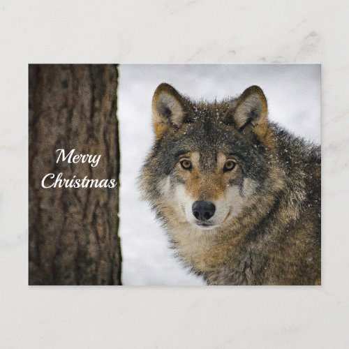 Wolf Snow Tree Photo Christmas Postcard