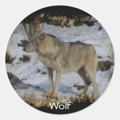 Wolf  Snow Wolf_Lover Wild Animal Alpha Male Classic Round Sticker