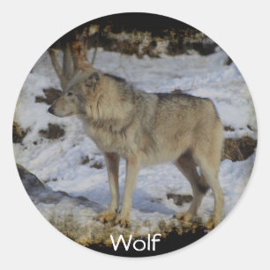 Wolf & Snow Wolf-Lover Wild Animal Alpha Male Classic Round Sticker