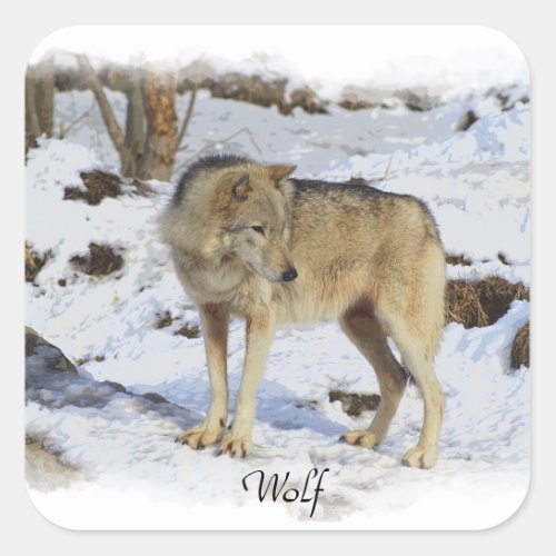 Wolf  Snow Wolf_Lover Wild Animal Alpha Male Square Sticker