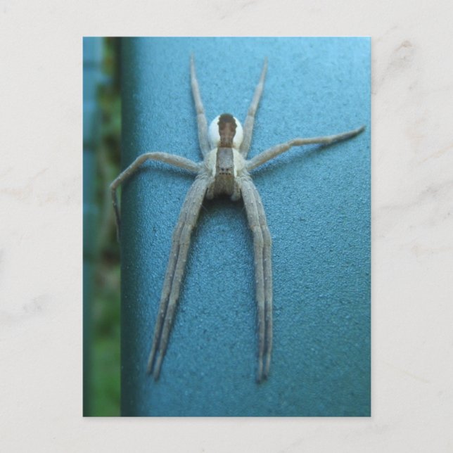 Wolf Spider 165 ~ postcard (Front)