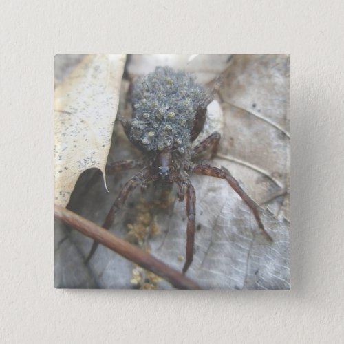 Wolf Spider Babies Egg Case Button