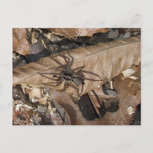 Wolf Spider Gladicosa gulosa Postcard