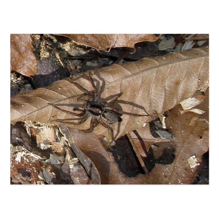 Wolf Spider (Gladicosa gulosa) Postcard