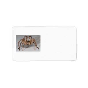 Wolf Spider Label