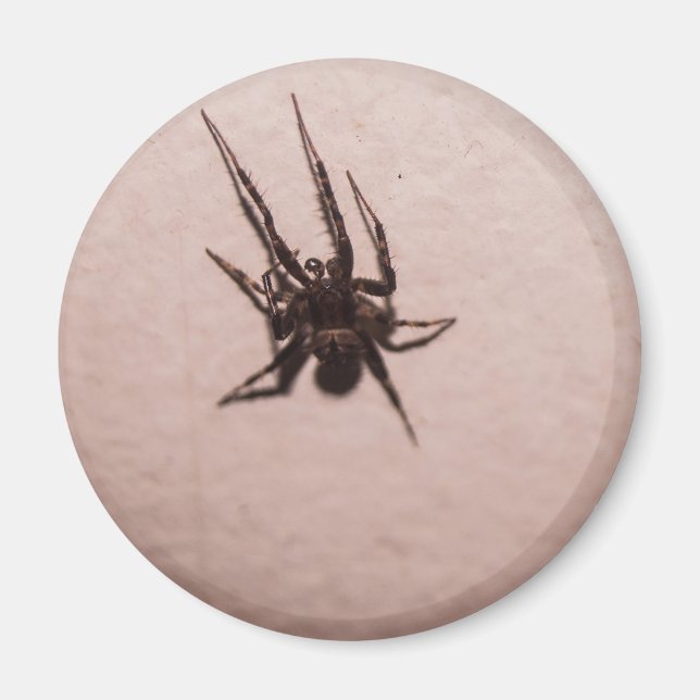 Wolf Spider Magnet (Front)