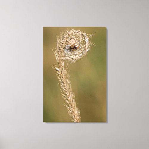 Wolf Spider Making A Web On The Grass Stalk Canvas Print