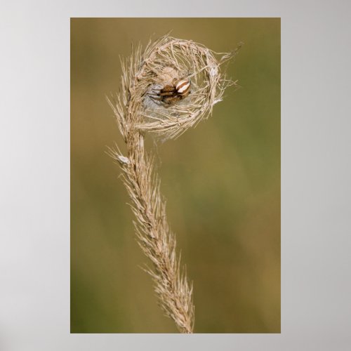 Wolf Spider Making A Web On The Grass Stalk Poster