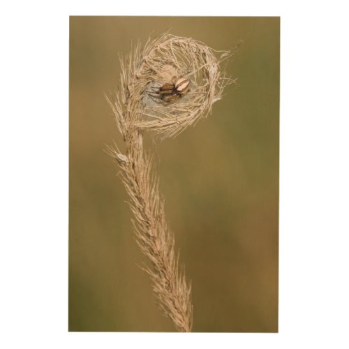 Wolf Spider Making A Web On The Grass Stalk Wood Wall Decor