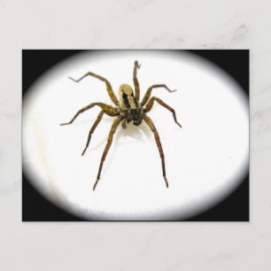 Wolf Spider Male (Lycosidae) Postcard