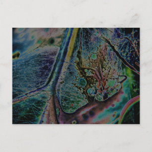 Wolf Spider Nebula Postcard