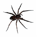Wolf Spider pin Statuette<br><div class="desc">This unique photo sculpture pin features a Wolf spider, Rhabidosa rabida. Wolf Spiders are large, hairy spiders and usually patterned with a mixture of black, gray, and brown.</div>
