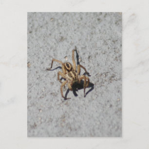 Wolf Spider Postcard