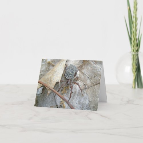 Wolf Spider with Babies on Back Note Card