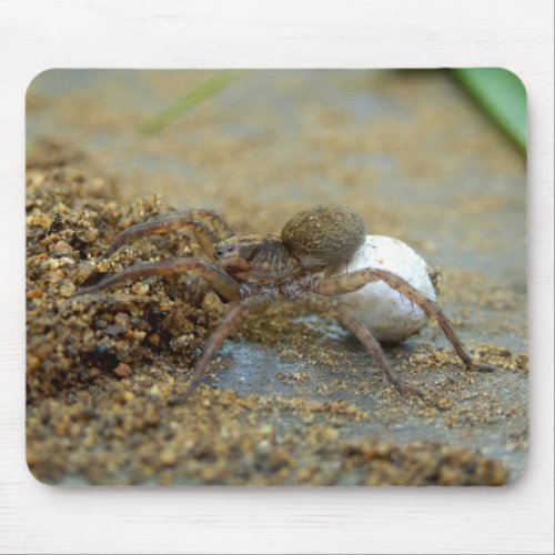 Wolf Spider With Egg Sac Mouse Mat