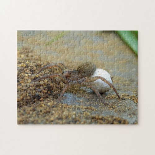Wolf Spider With Egg Sac Photo Puzzle and Gift Box