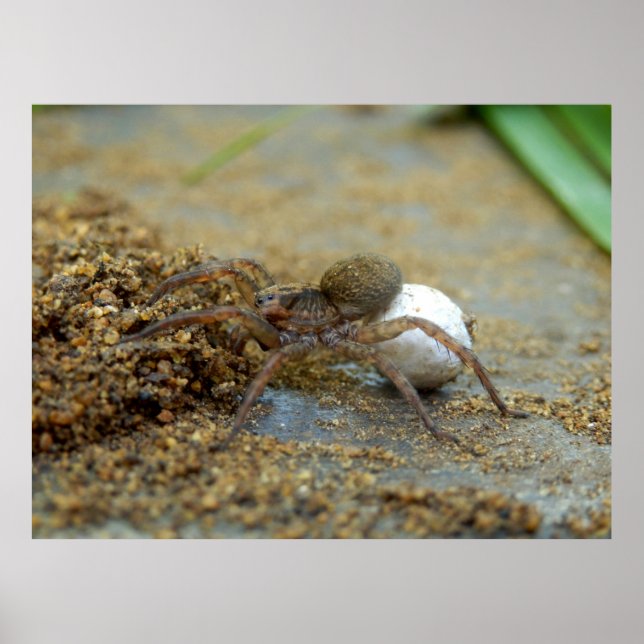 Wolf Spider With Egg Sac Poster (Front)