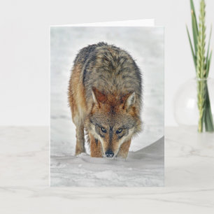 Wolf Stalking Card