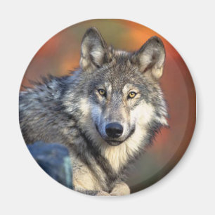 Wolf Staring Magnet