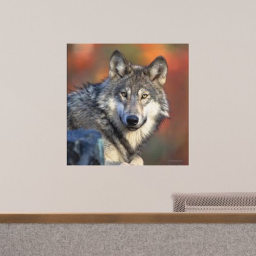 Wolf Staring Wall Decal