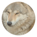 Wolf Sticker