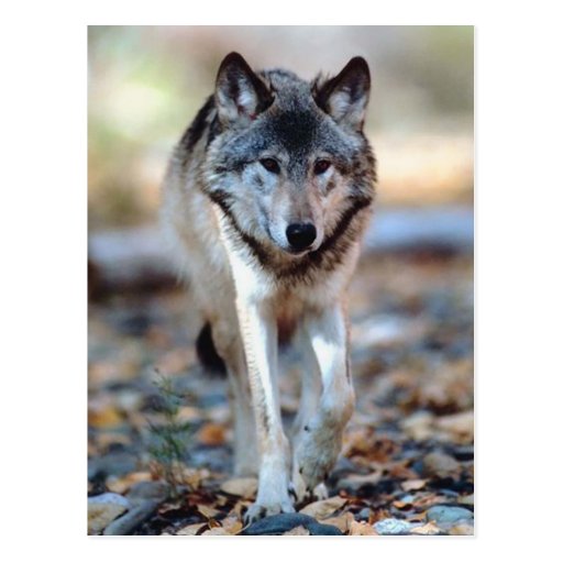 WOLF WALKING POSTCARD | Zazzle