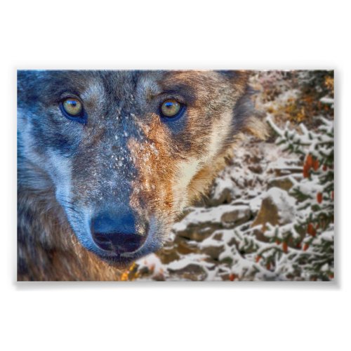 WOLF WINTERS RANGER PHOTO PRINT