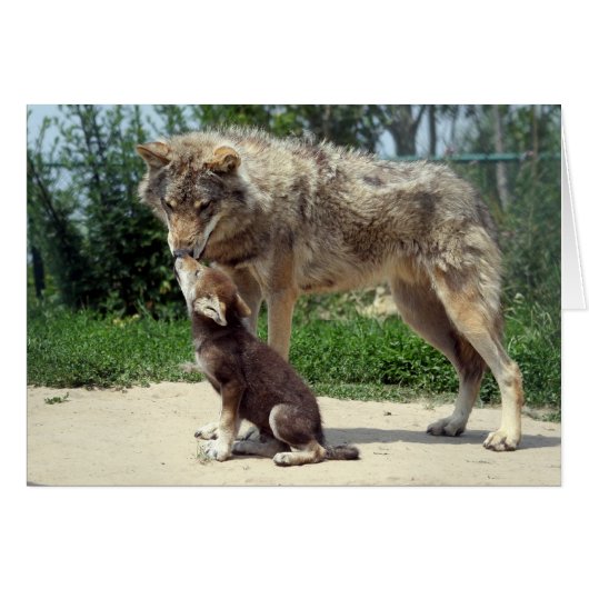 wolf with pup cards (Front Horizontal)