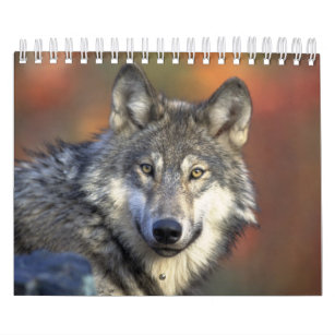 Wolf Wolves In Nature Photography Calendar