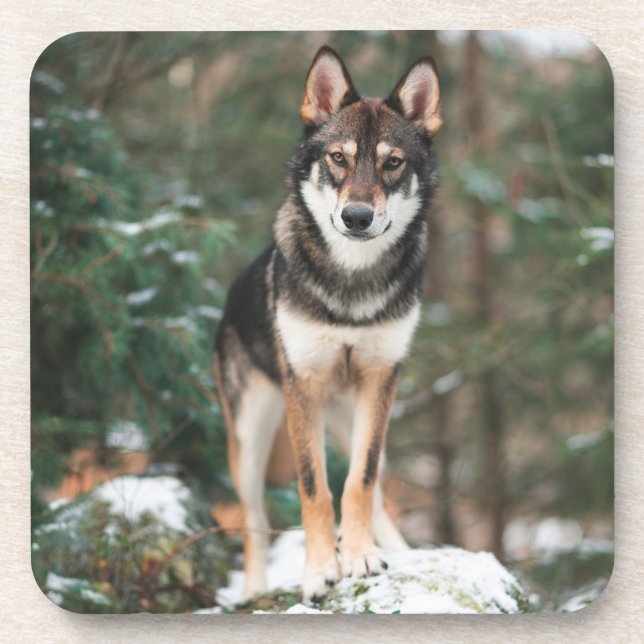 Wolfdog Beverage Coaster (Front)