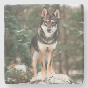 Wolfdog Stone Coaster