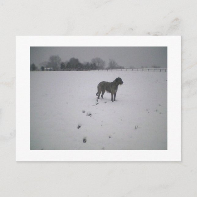 Wolfhound in snow postcard (Front)