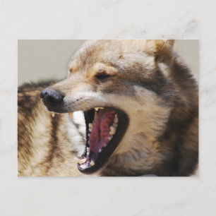 Wolf's Fangs Postcard