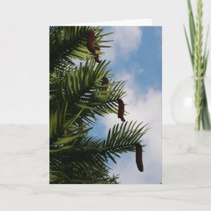 Wollemi Pine Tree Cones Card