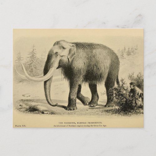 Wolly Mammoth Zoological Sketch Postcard