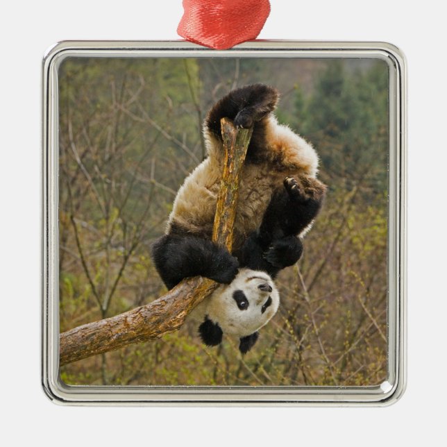 Wolong Panda Reserve, China, 2 1/2 yr old Metal Ornament (Front)