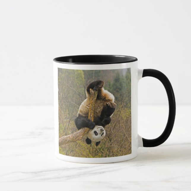 Wolong Panda Reserve, China, 2 1/2 yr old Mug (Right)