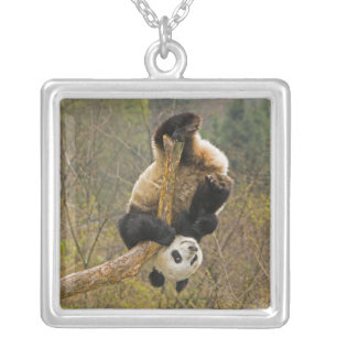 Wolong Panda Reserve, China, 2 1/2 yr old Silver Plated Necklace